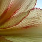 Amaryllis