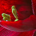 Amaryllis