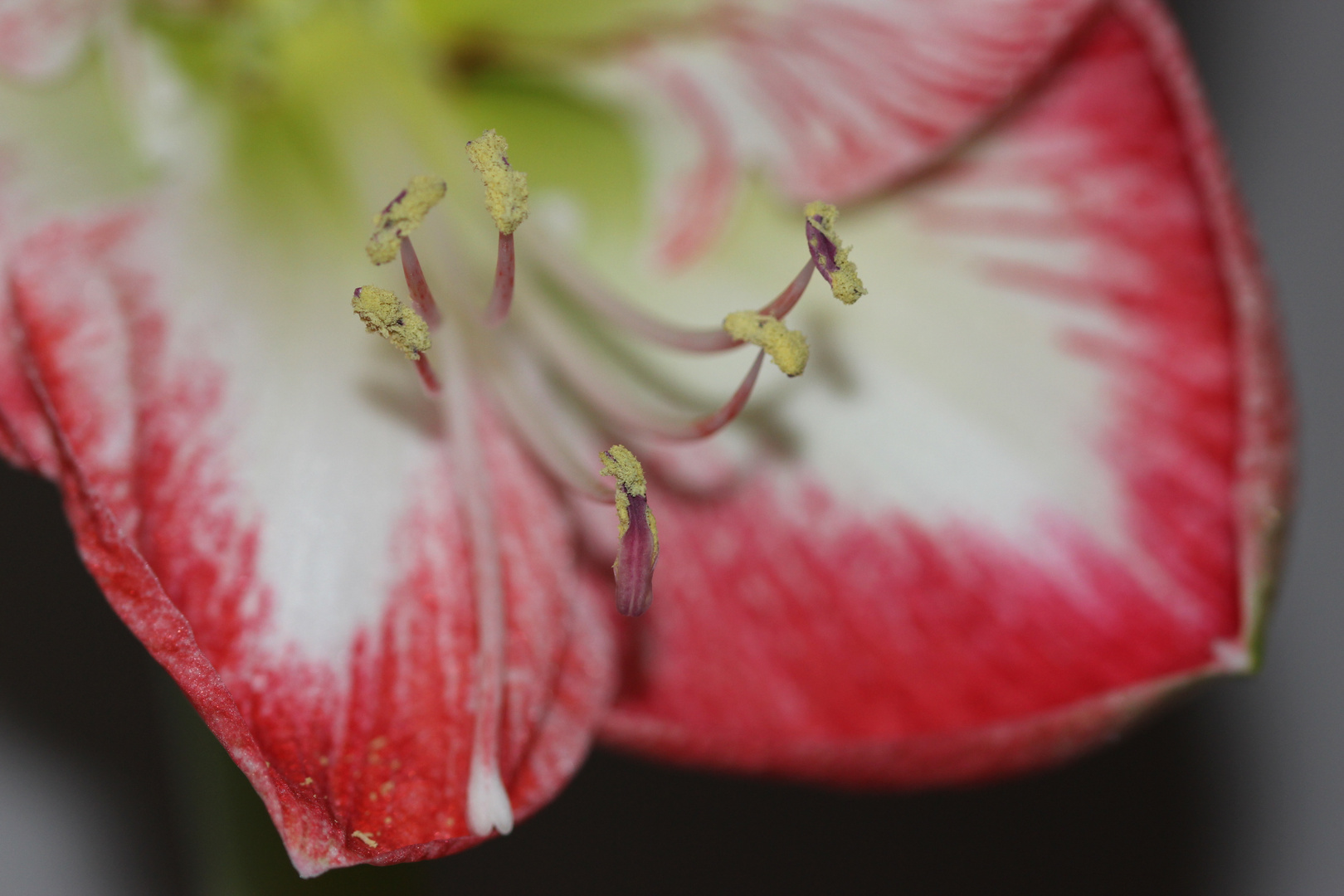 Amaryllis 3.1