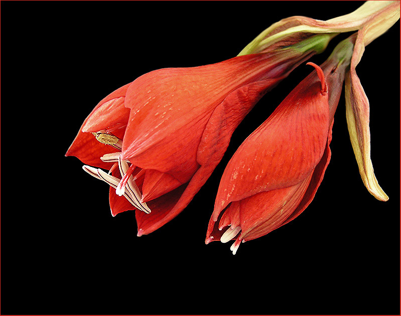 *Amaryllis*