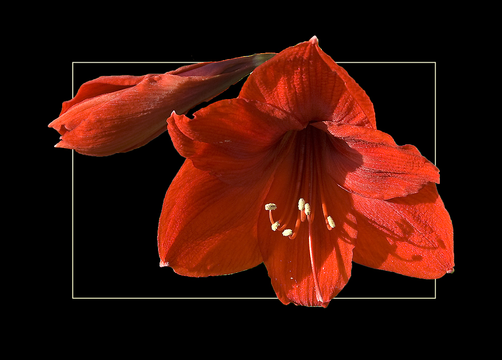 Amaryllis