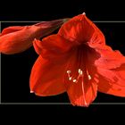 Amaryllis