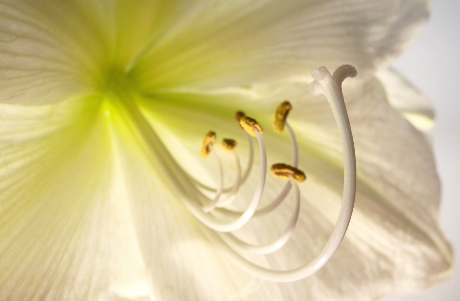 . amaryllis .