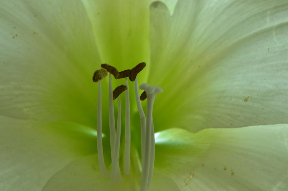 Amaryllis