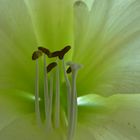 Amaryllis