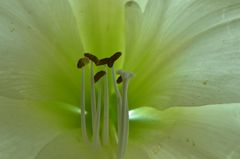 Amaryllis