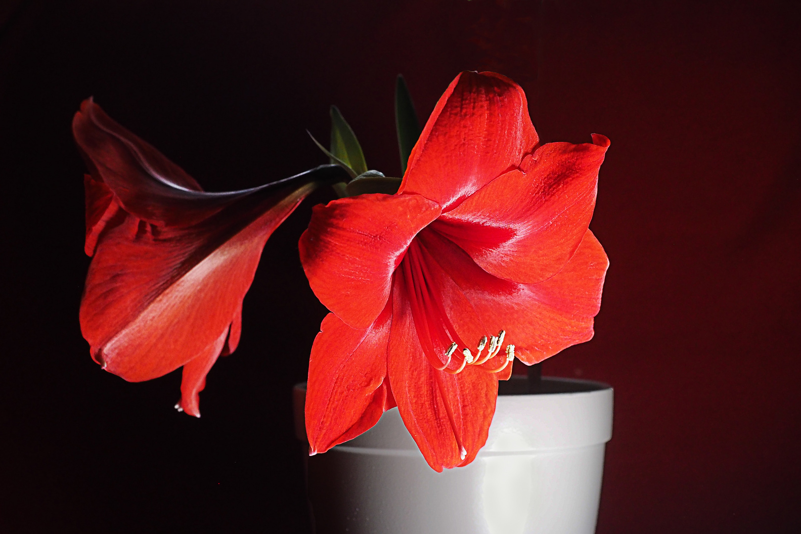 Amaryllis