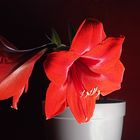 Amaryllis