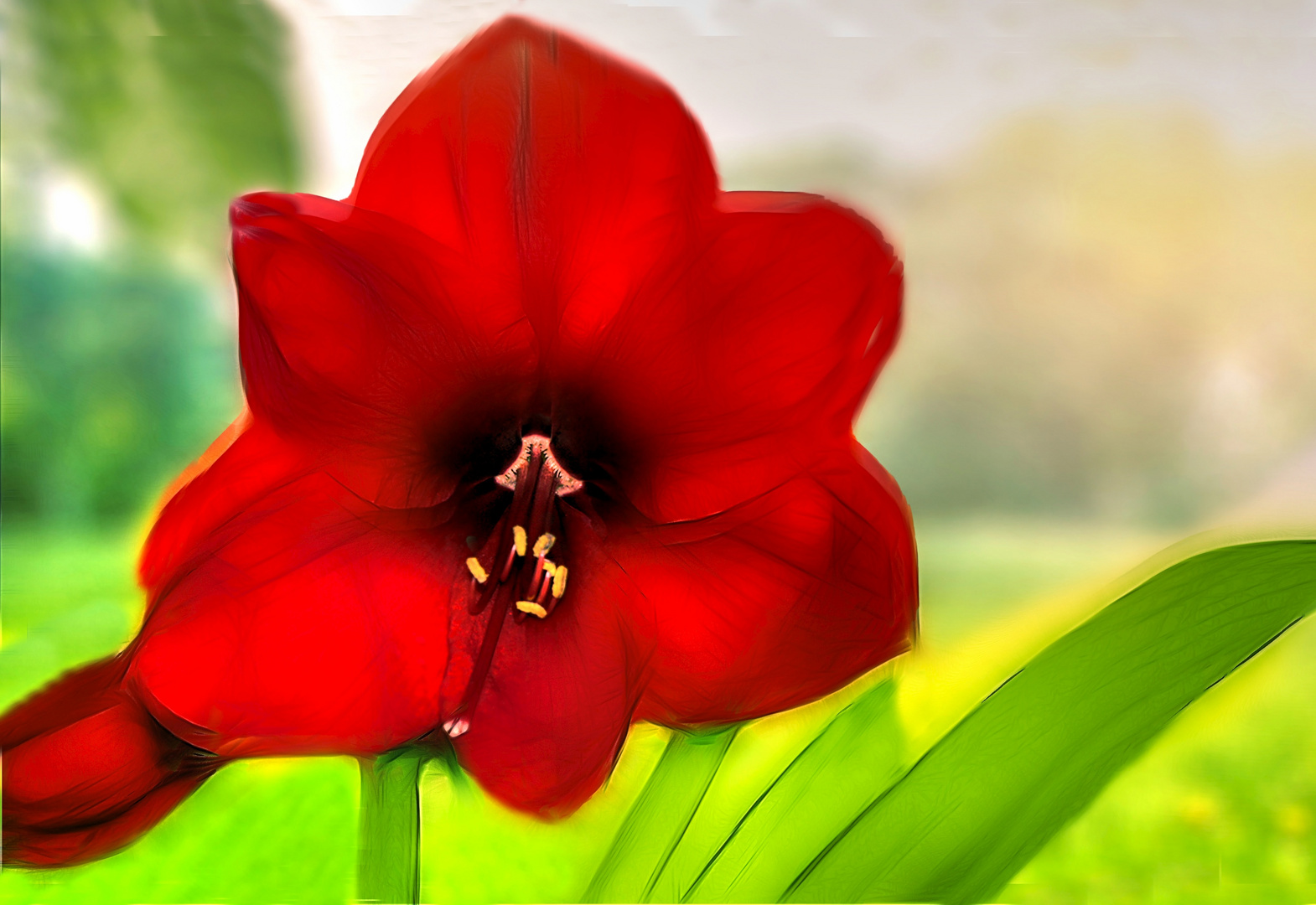 Amaryllis