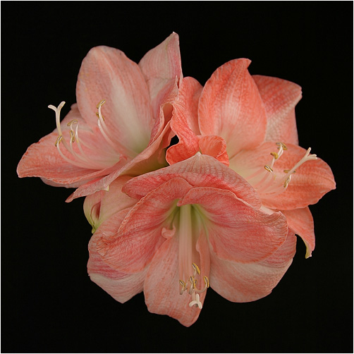 Amaryllis ...