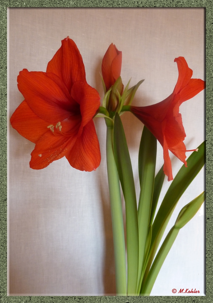 Amaryllis