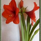 Amaryllis