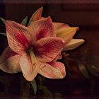 AMARYLLIS