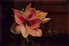 AMARYLLIS