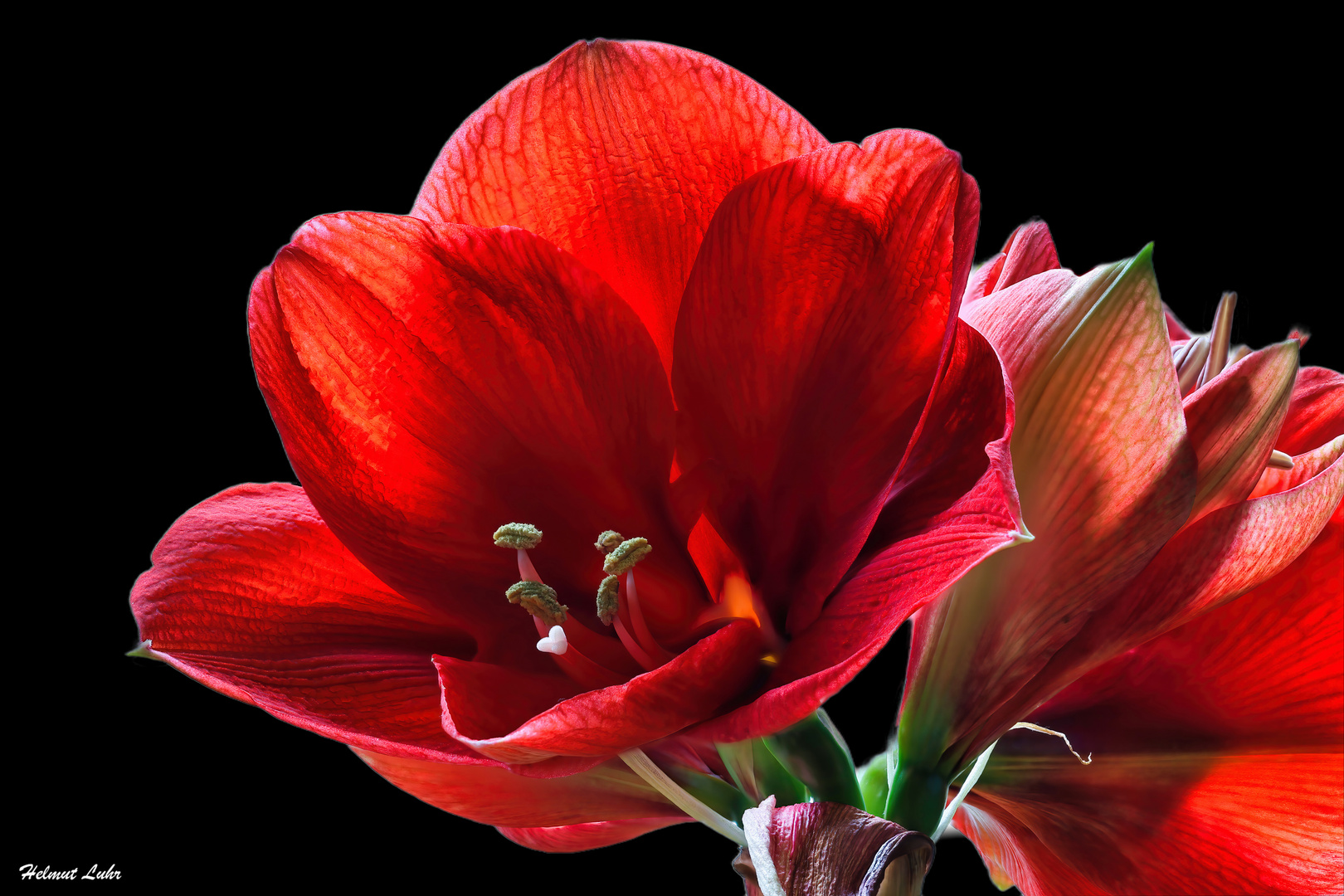 Amaryllis . . .