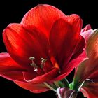 Amaryllis . . .