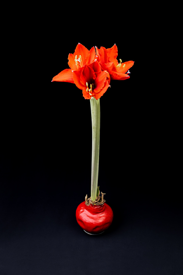 Amaryllis 35 Foto & Bild rot, blüte, zimmerpflanze Bilder auf