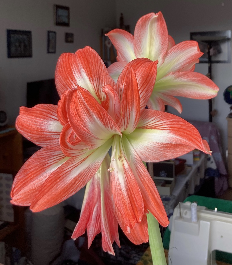 Amaryllis