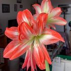 Amaryllis