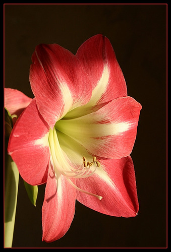 Amaryllis