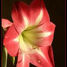 Amaryllis