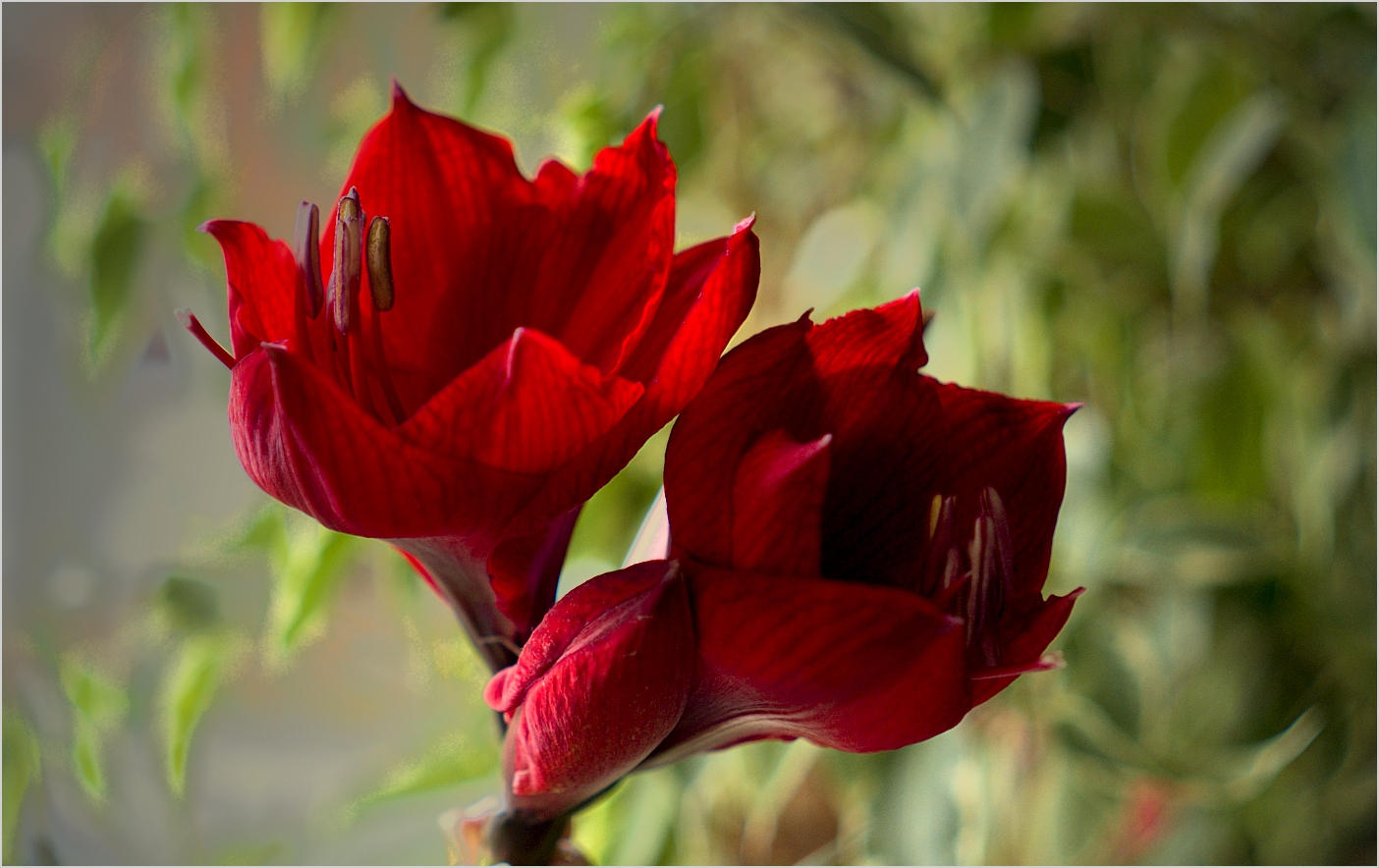 ~~Amaryllis~~