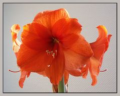 Amaryllis