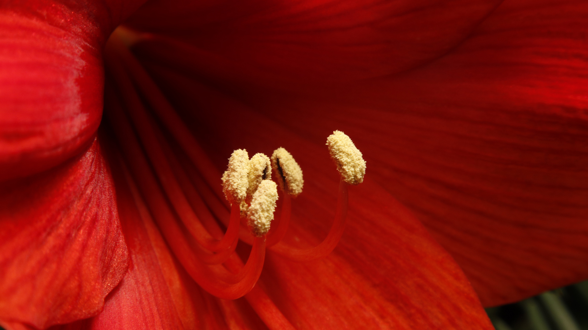 Amaryllis 