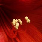 Amaryllis 