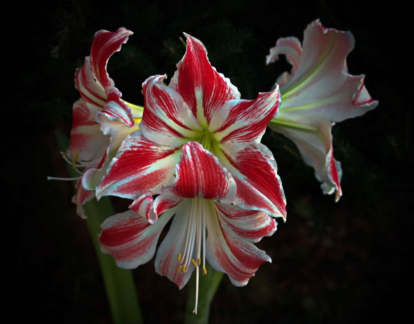 Amaryllis