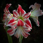 Amaryllis