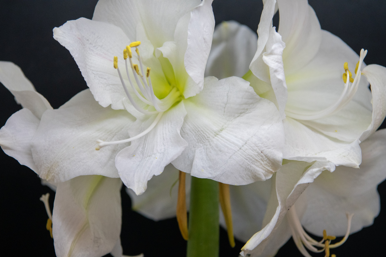 Amaryllis 