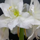 Amaryllis 