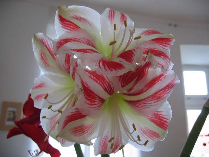 Amaryllis