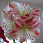 Amaryllis