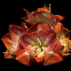  Amaryllis