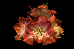  Amaryllis