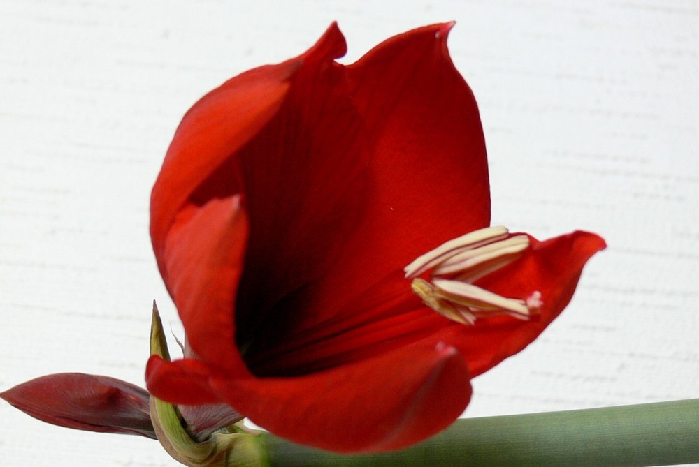 Amaryllis