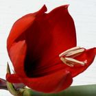 Amaryllis