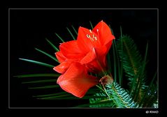 Amaryllis ........