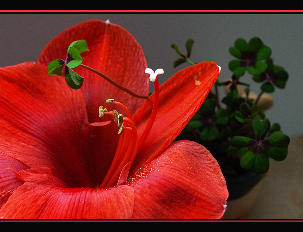 **Amaryllis**