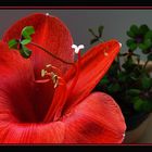 **Amaryllis**