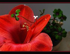 **Amaryllis**