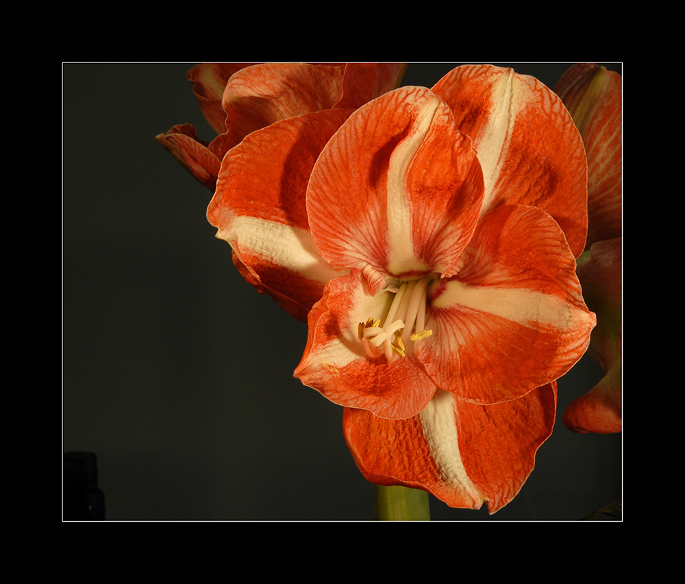 "Amaryllis"