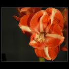 "Amaryllis"