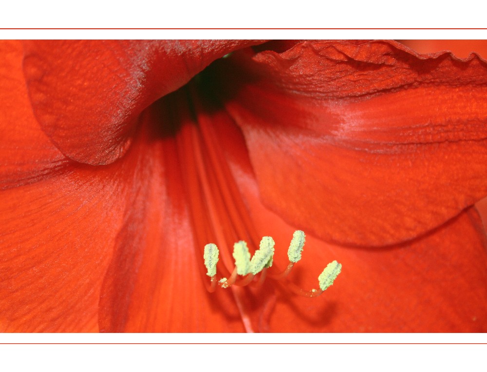 amaryllis