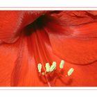 amaryllis