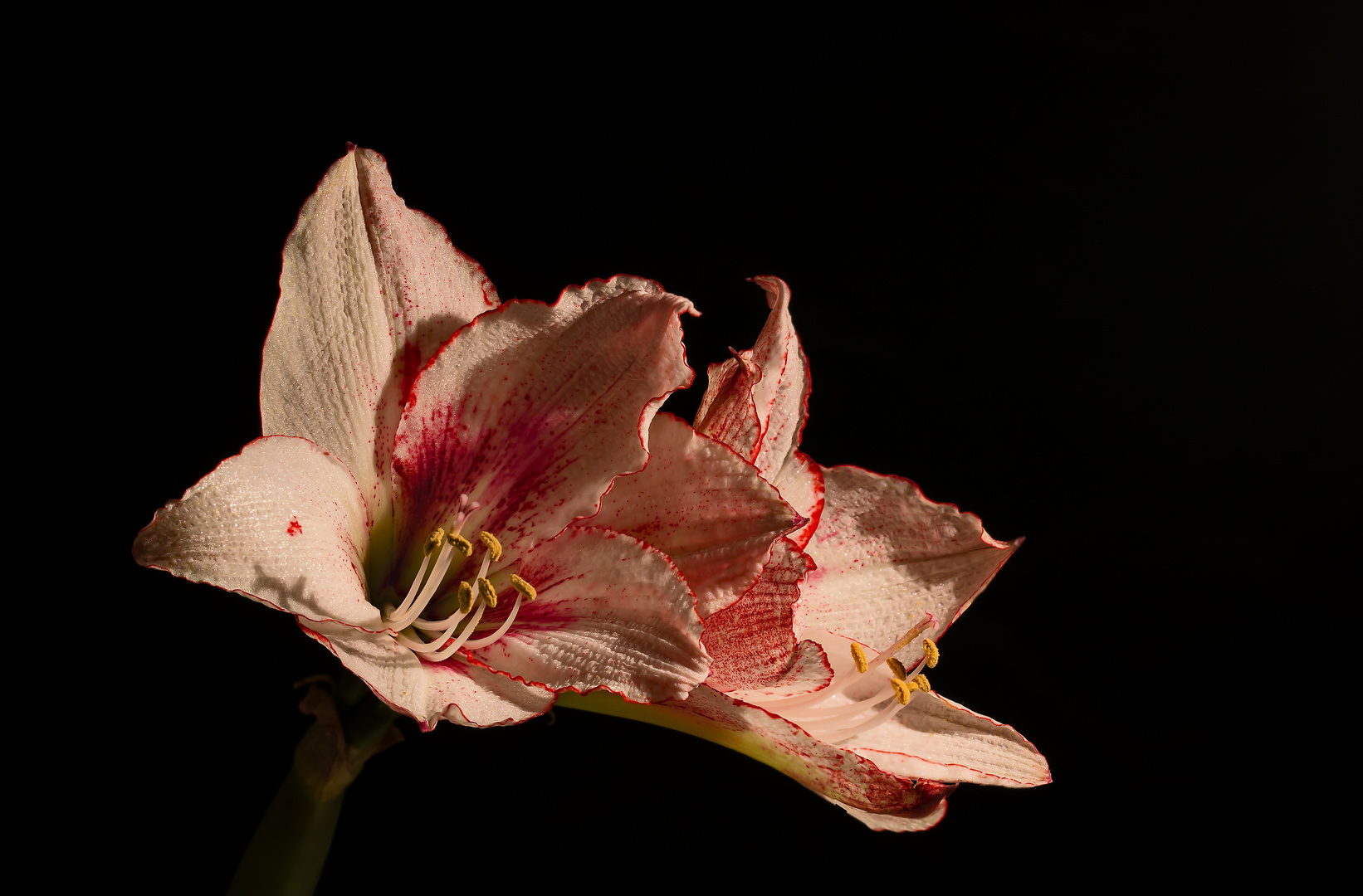 Amaryllis