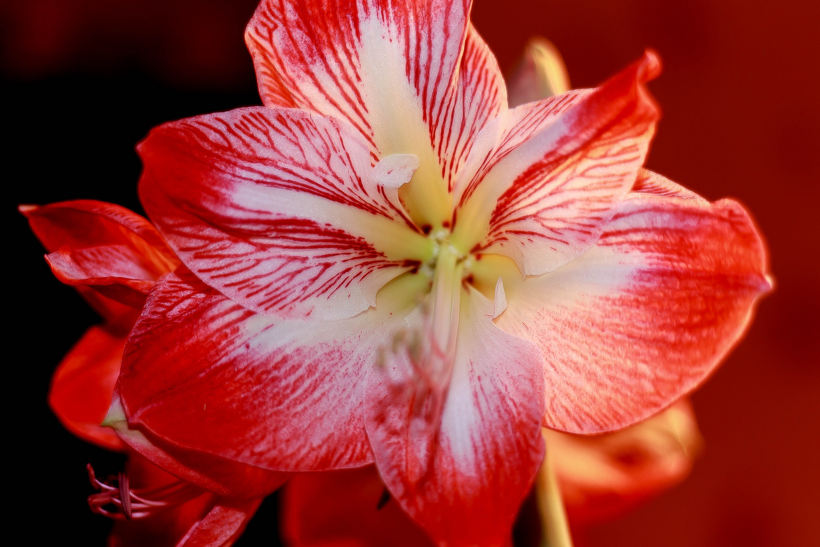 Amaryllis