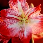 Amaryllis